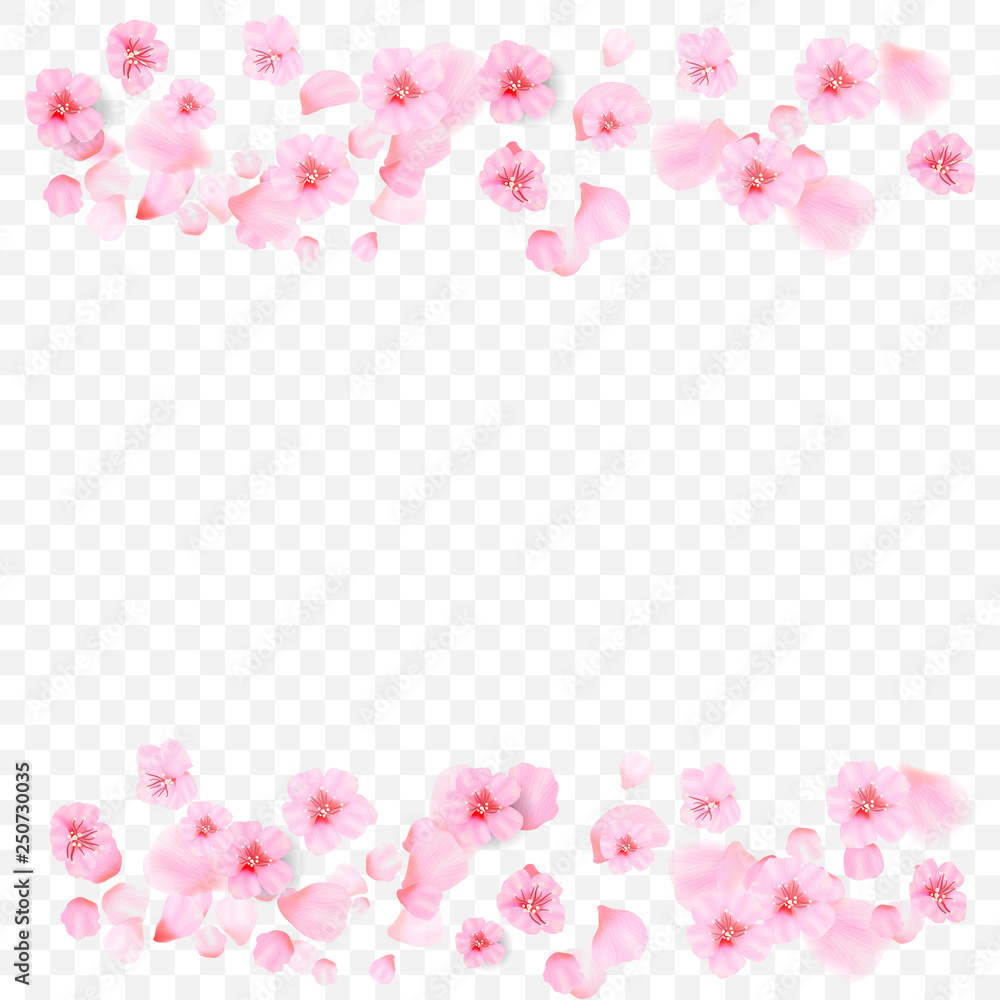 pink petals and flowers of cherry blossom isolated on transparent background. Falling blossom background. Vector