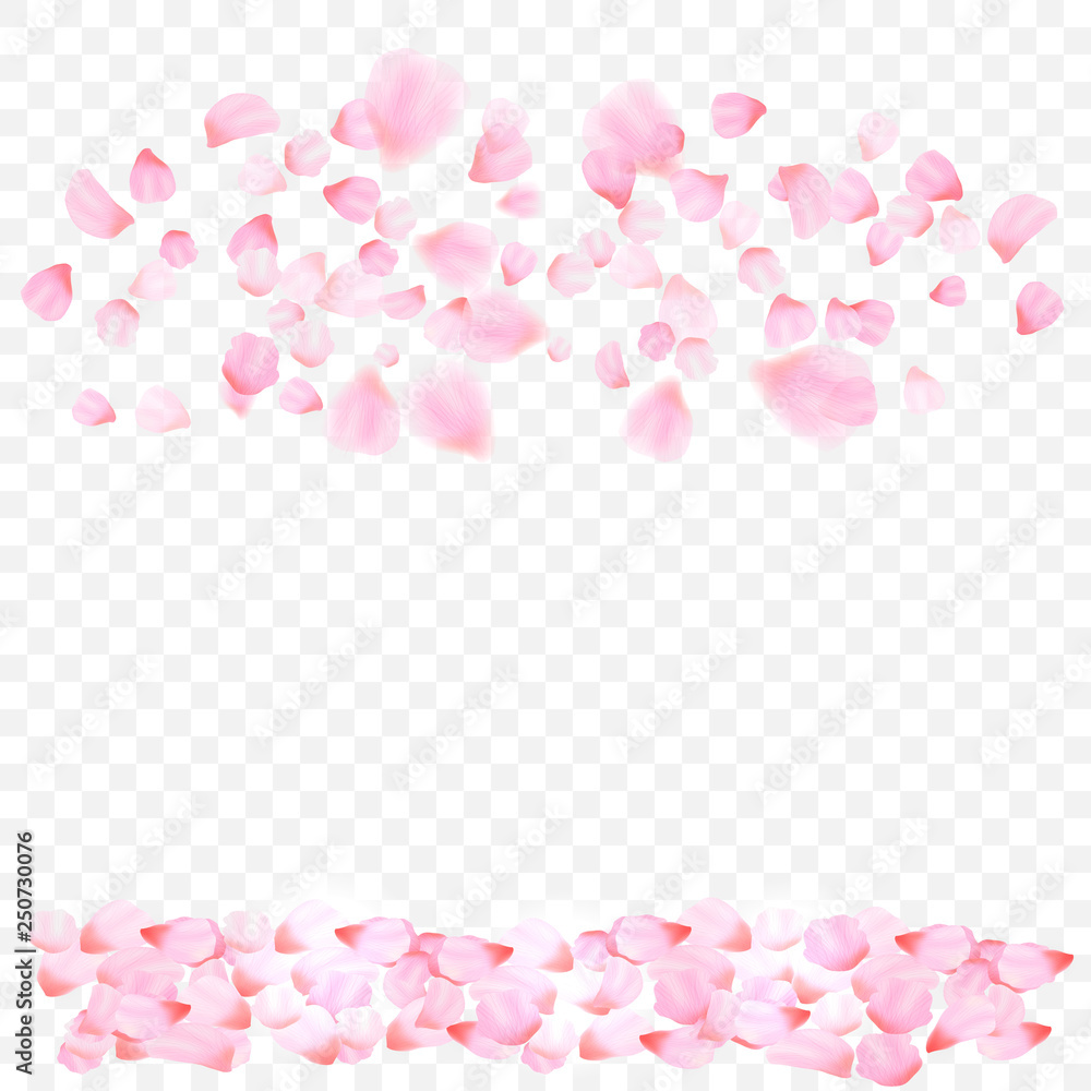 pink petals and flowers of cherry blossom isolated on transparent background. Falling blossom background. Vector