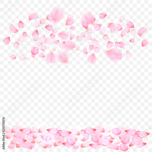 pink petals and flowers of cherry blossom isolated on transparent background. Falling blossom background. Vector