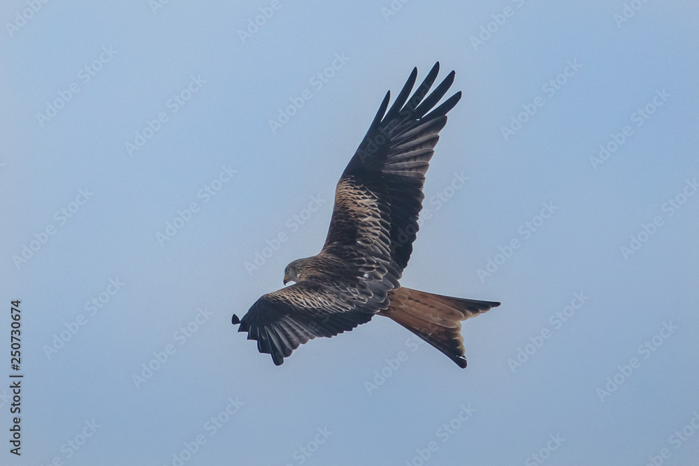 Fototapeta premium milan