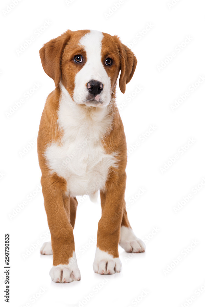 Swiss mountain dog puppy isolated on white background Swiss mountain dog puppy isolated on white background