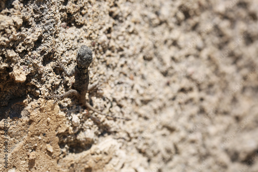 The lizard sits on a stone. Merges with the background camouflaged The lizard sits on a stone. Merges with the background camouflaged