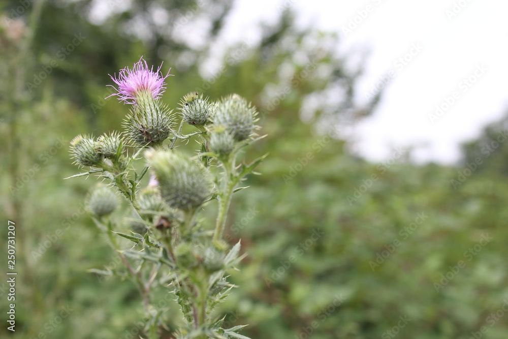 Nature Nature