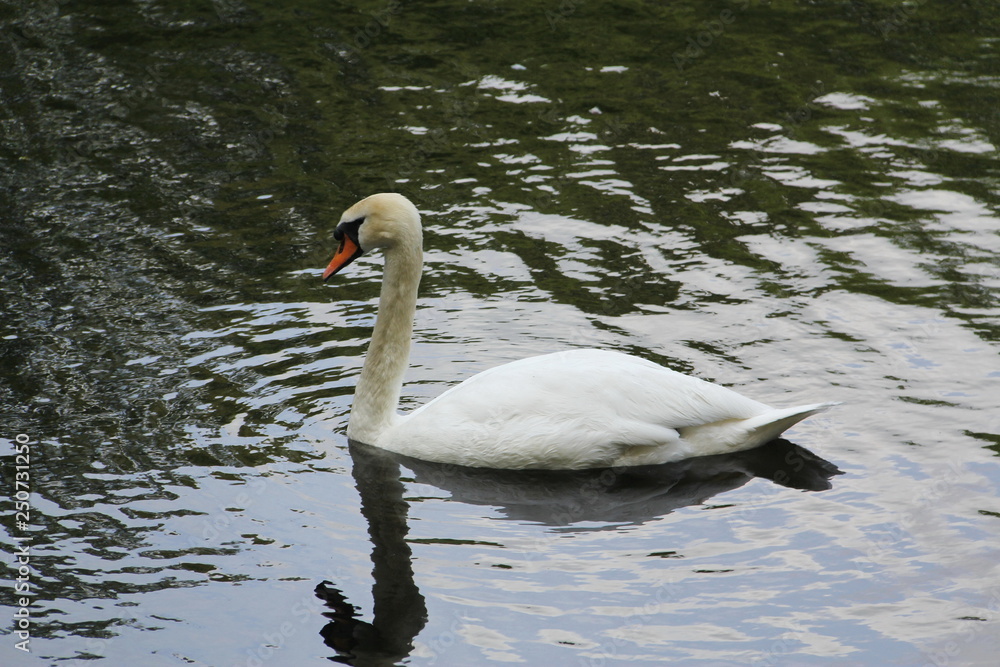 Lonely white Swan floating on the water with folded wings Lonely white Swan floating on the water with folded wings