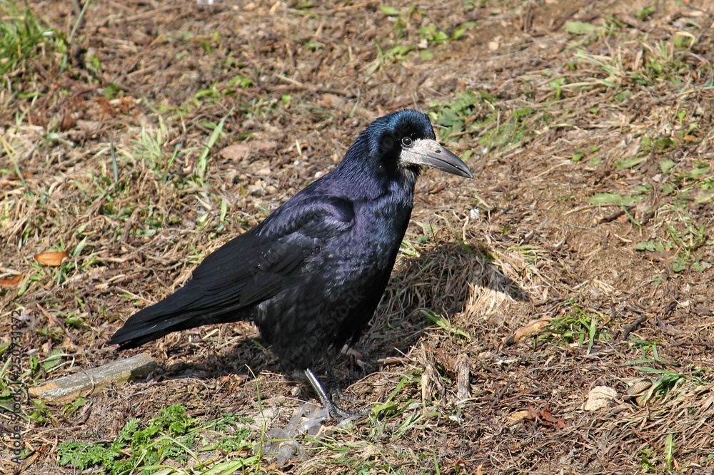 Adult Rook or Corvus frugilegus in wild, Belarus Adult Rook or Corvus frugilegus in wild, Belarus