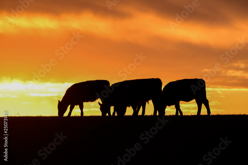 Steers fed with natural grass, Pampas, Argentina © foto4440