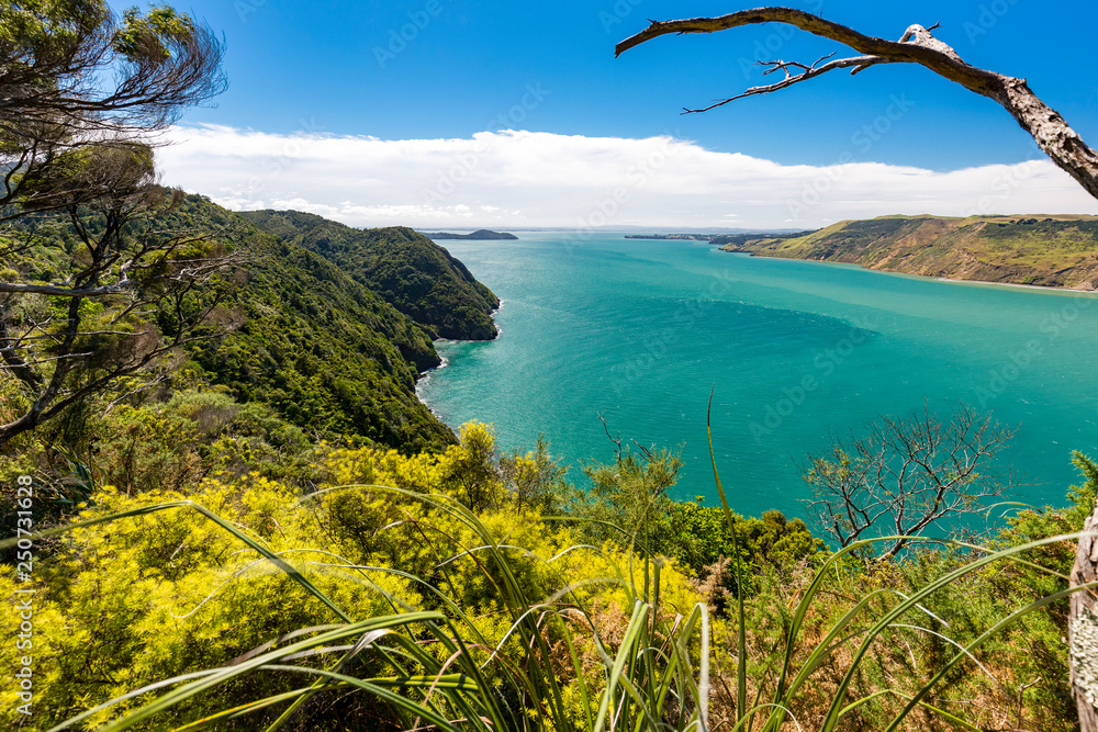 Foto Stock Hiking through New Zealand rainforest, Lookout Manukau