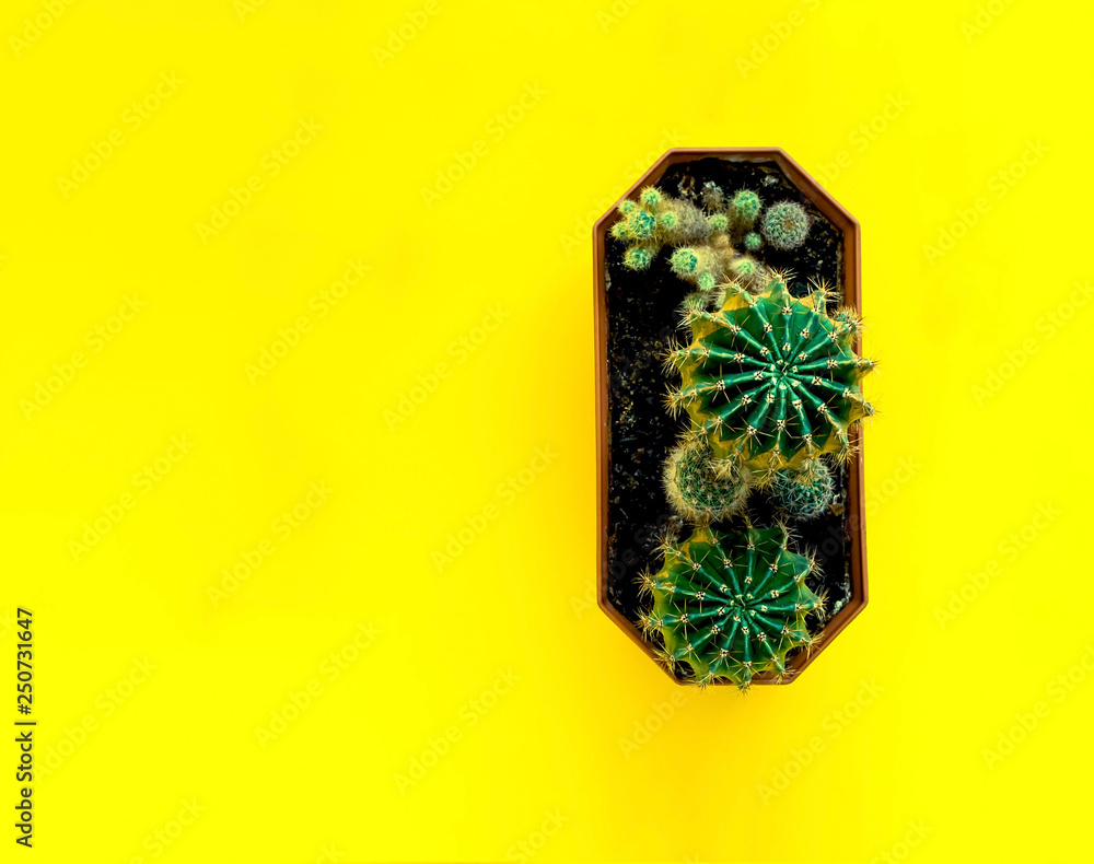 Little color cacti on bright yellow background. Little color cacti on bright yellow background.