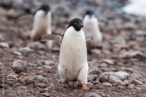 Adelie Penguin, Antartica