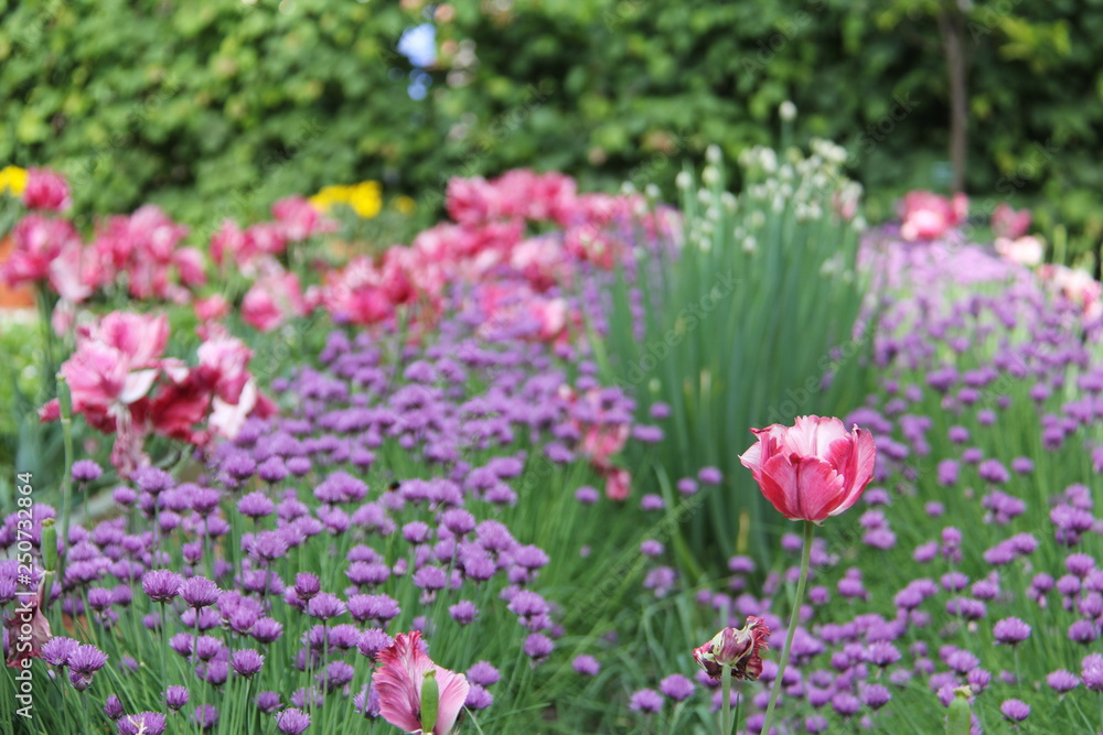 The ranks of a variety of beautiful garden flowers and clover The ranks of a variety of beautiful garden flowers and clover