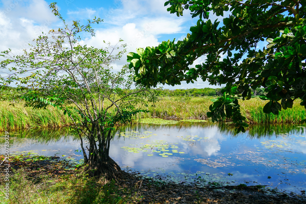 Tropical rain forest, jungle in Brazil. Green wetland forest with river, lush ferns and palms trees. Praia do Forte, Brazil Tropical rain forest, jungle in Brazil. Green wetland forest with river, lush ferns and palms trees. Praia do Forte, Brazil