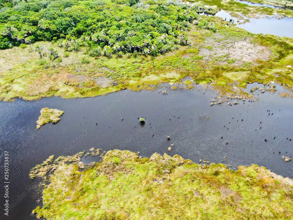 Aerial view of tropical rain forest, jungle in Brazil. Green Wetland forest with river, lush ferns and palms trees. Praia do Forte, Brazil Aerial view of tropical rain forest, jungle in Brazil. Green Wetland forest with river, lush ferns and palms trees. Praia do Forte, Brazil