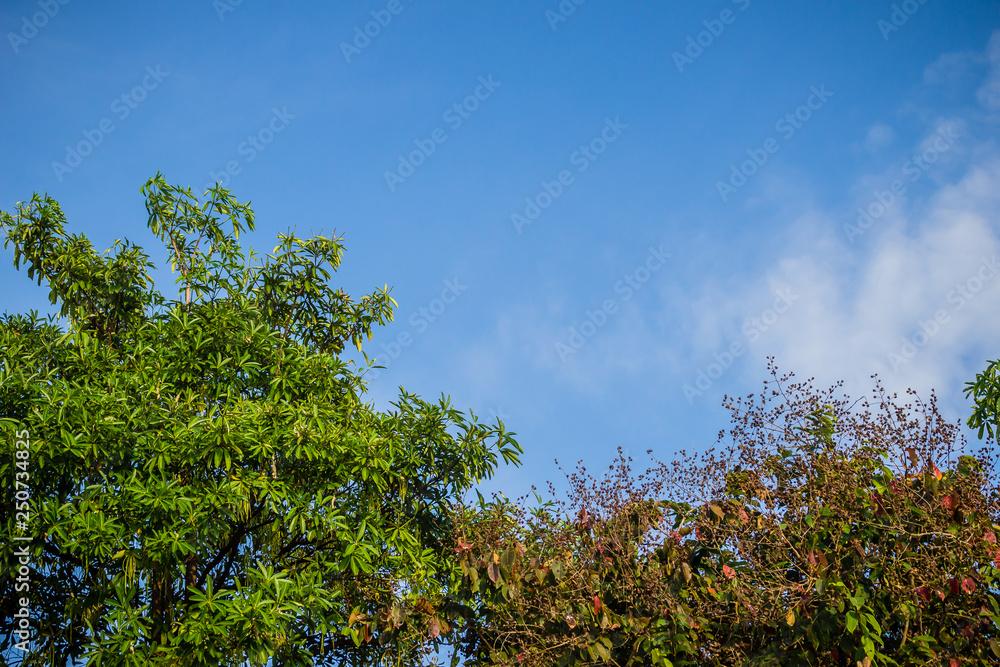 Green leaves and red flowers frame with blue sky background and copy space. Nature frame of green leave branches on blue sky background. Green leaves of the forest against the blue sky and white cloud