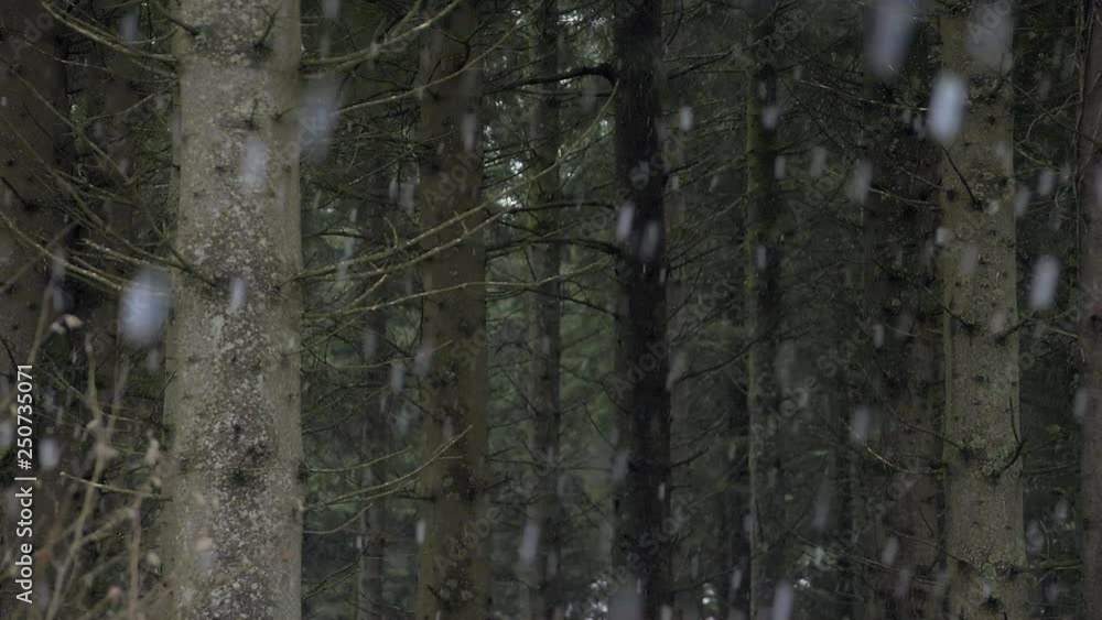 Wintery flurry in a Welsh forest, Brecon Becons, Wales Wintery flurry in a Welsh forest, Brecon Becons, Wales