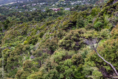 New Zealand rainforest fern trees, green wilderness close to KereKere Auckland, New Zealand