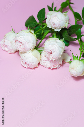 Beautiful pink roses close up macro flowers photo