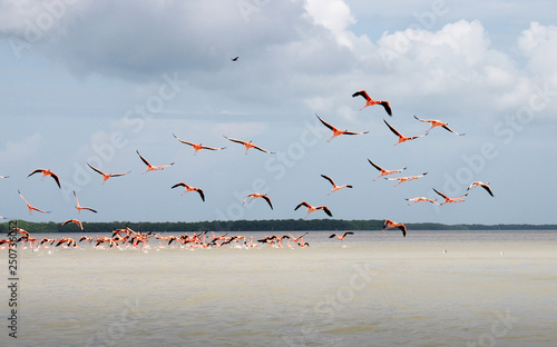 Pink flamingos at the El Corchito ecological reserve, near Progreso, Yucatan, Mexico