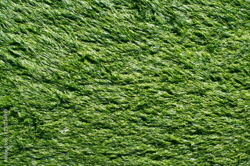 A solid cover of green algae Enteromorpha. Texture.