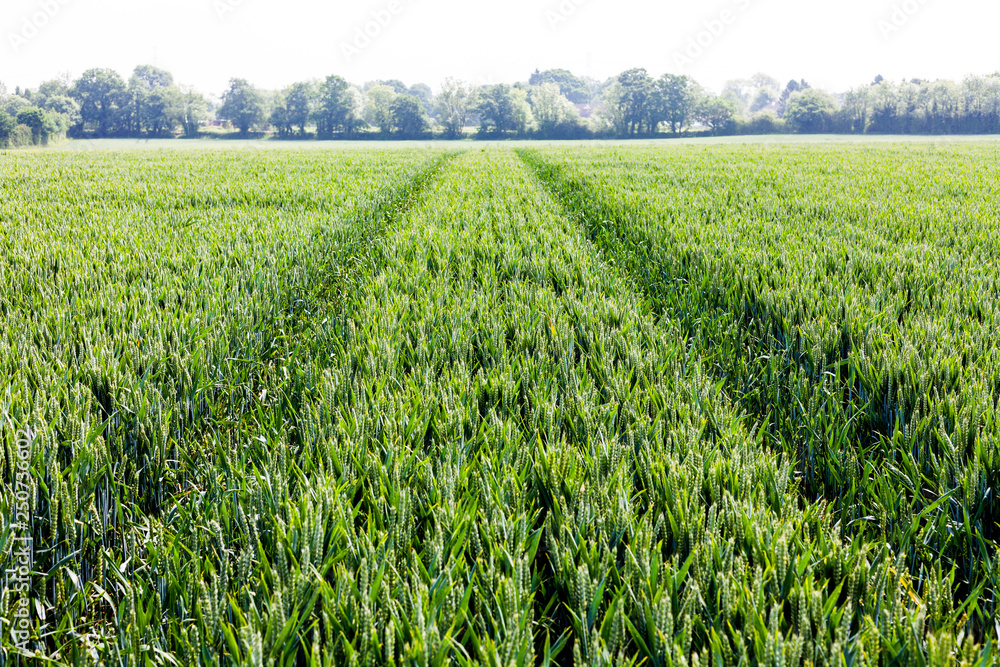 Field of young green grain. Farming and agriculture concept with green grain plants Field of young green grain. Farming and agriculture concept with green grain plants