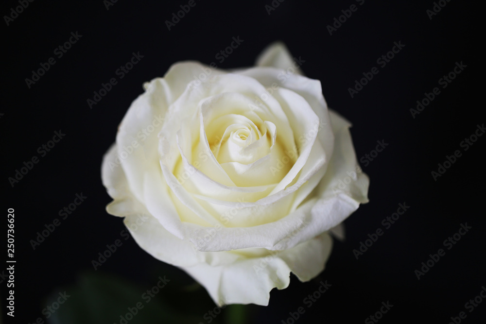 White rose beautiful flower close up macro photo White rose beautiful flower close up macro photo