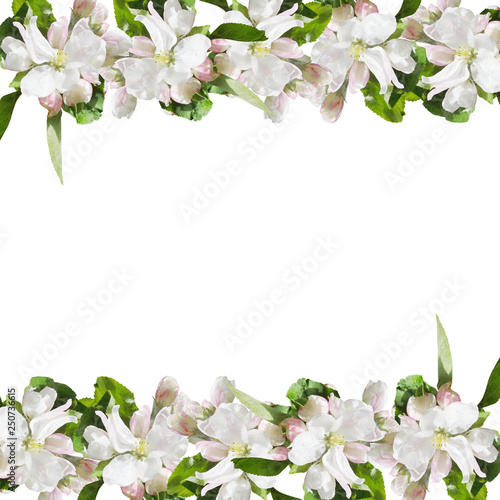 Beautiful floral background of Apple flowers. Isolated  © Ann-Mary