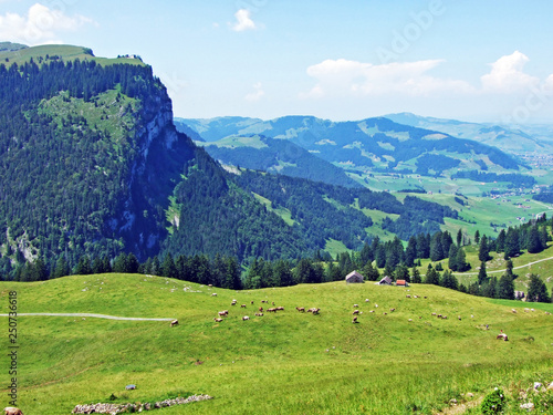 Alpine pastures and meadows on the slopes of Alpstein mountain range - Cantons of St. Gallen and Appenzell Innerrhoden, Switzerland photo