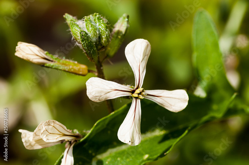 Colorado Clematis columbianus wild flower, white with a yellow center. Beautiful flower in macro image photo