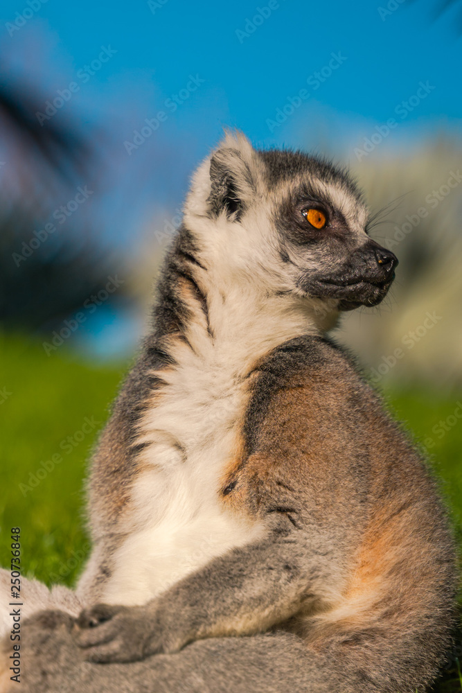 ..Ring tailed Maki Catta lemur  with big orange eyes. Madagascar lemur.