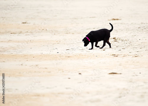 A black labrador retriever strolling on the beach with a red collar.