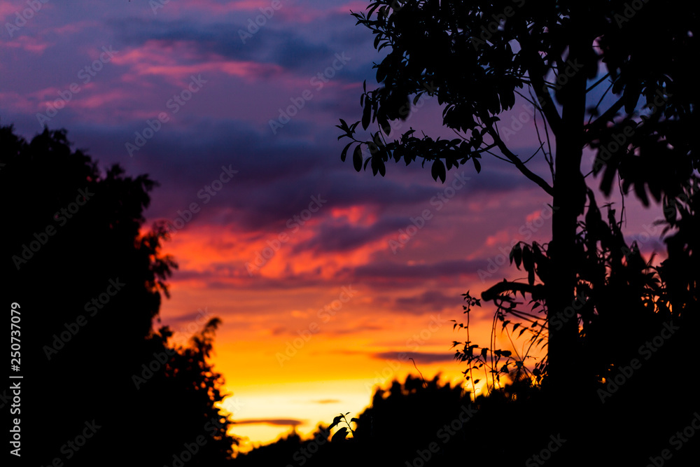 Sunset with trees in the background. Black shadows of trees at sunset. Darks sunset with colorful sky