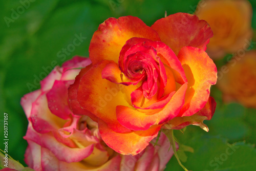 Red - yellow tea rose.