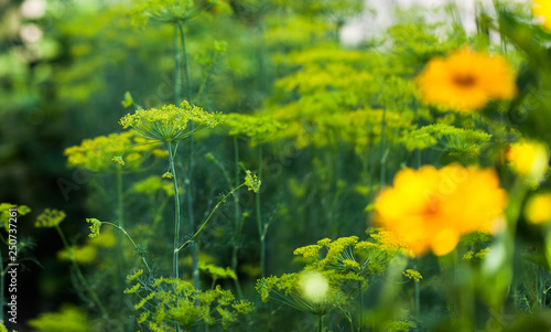 Growing dill plant in the nature. Dill flowers on the plant. Home agriculture with spice plants