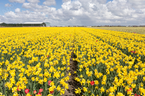 blossoming narcissus on a sunny day in the Dutch springtime in the fields with some red tulips © Antonie