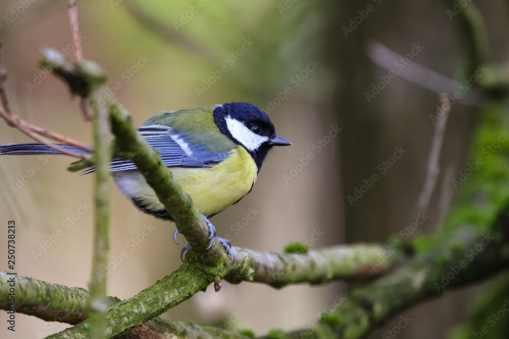 great tit great tit