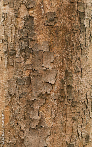 natural texture of bark sycamore maple (Acer pseudoplatanus). Wavy trunk of the Sycamore Maple (Acer pseudoplatanus) 