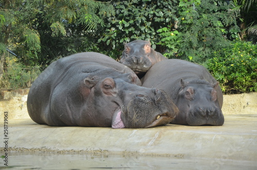 behemoths family in berlin zoo have a rest