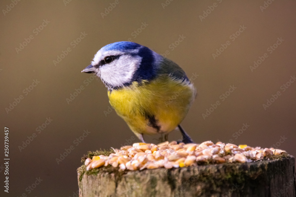 Obraz premium blue tit