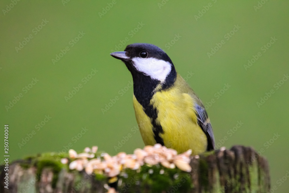 Fototapeta premium great tit