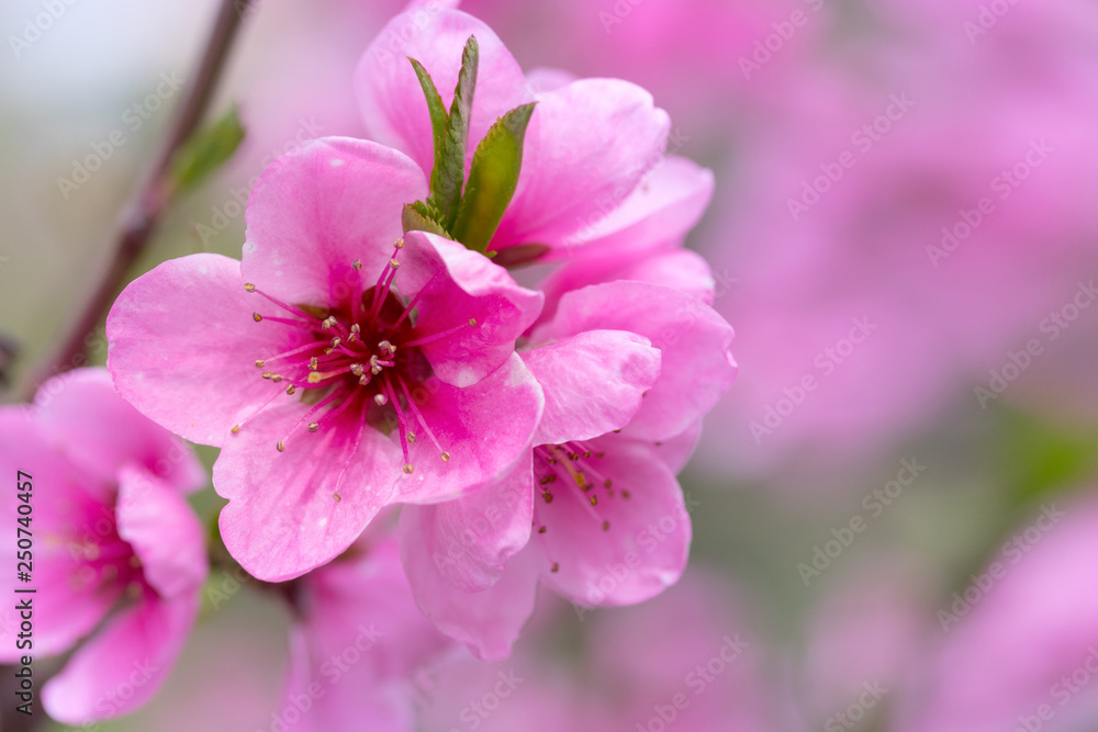 fruit tree flowers spring / spring flowering fruit trees fruit tree flowers spring / spring flowering fruit trees
