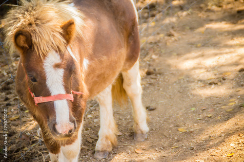 Cute miniature horse or pony in the farm. Cute little pony. Miniature horses are friendly and interact well with people. © kampwit