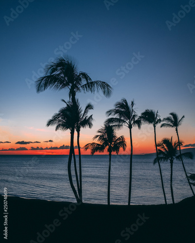 Palm trees sunset in Hawaii
