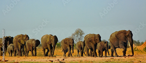 Canvas Print Panorama of a family herd of elephants walking across the golden sunlit African