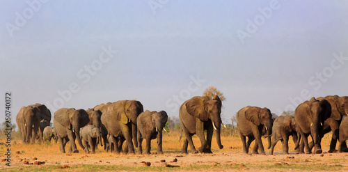 Large herd of elephants walking across the African savannah in a line, Hwange National Park, Zimbabwe, Southern Africa