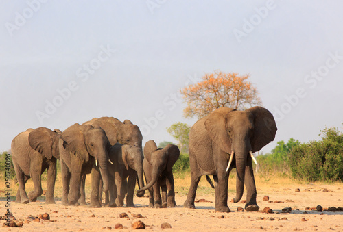 Canvas Print Panoramic view of a Large herd of elephants walking across the African plains towards camera, with a natural bush and tree background and a clear pale blue sky