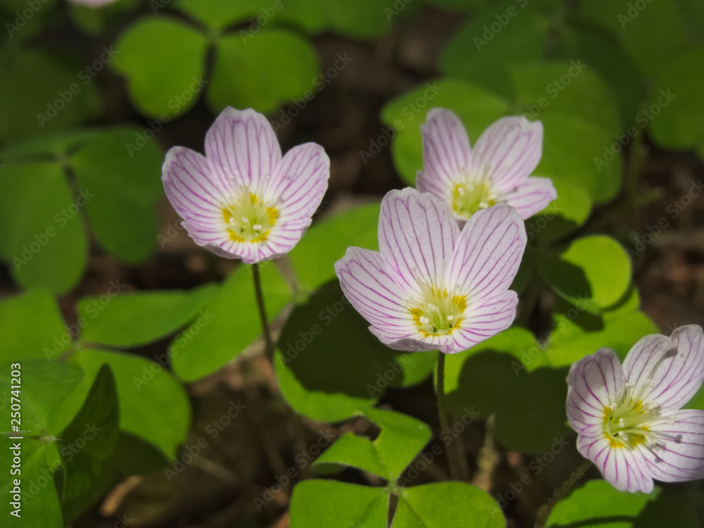 Flowering wood sorrel (Oxalis acetosella) Flowering wood sorrel (Oxalis acetosella)
