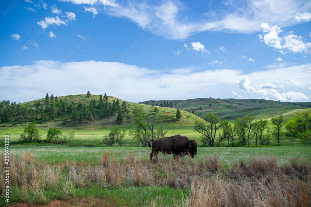 Bison on the pasture  with green hills and blue sky. Mountain view with trees and clouds. Small bird on the back of animal. National park in United States. 