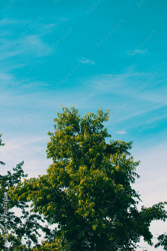 Fototapeta premium trees and sky