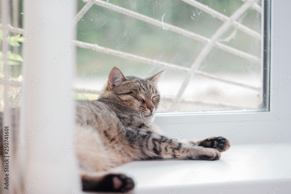 Tabby cat sleeps sweetly on the windowsill.