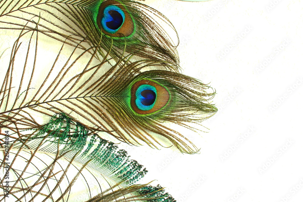 Obraz premium Beautiful peacock feathers in wall background with text copy space closeup