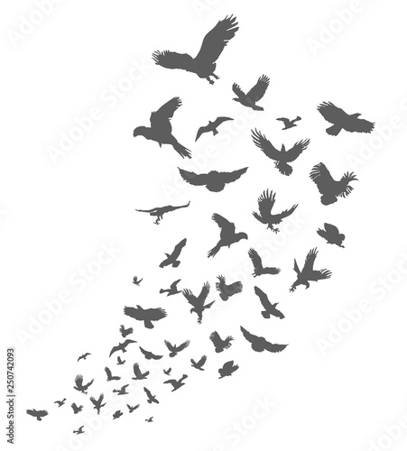 Fotografia Silhouette of flying birds on white background